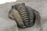 Diademaproetus Trilobite - Ofaten, Morocco #221217-5